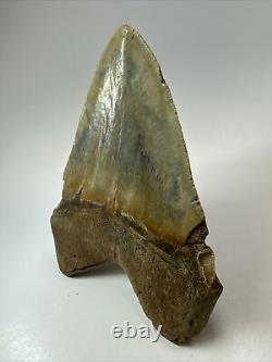 Megalodon Shark Tooth 6.12 Giant Colorful Fossil Authentic 18390