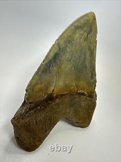 Megalodon Shark Tooth 6.12 Giant Colorful Fossil Authentic 18390