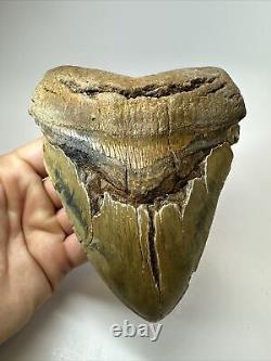 Megalodon Shark Tooth 6.12 Giant Colorful Fossil Authentic 18390