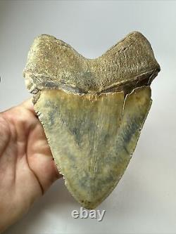 Megalodon Shark Tooth 6.12 Giant Colorful Fossil Authentic 18390