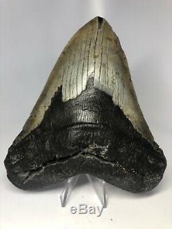 Megalodon Shark Tooth 6.12 Huge 5 Wide NO RESTORATION 3866