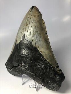 Megalodon Shark Tooth 6.12 Huge 5 Wide NO RESTORATION 3866