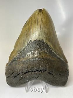 Megalodon Shark Tooth 6.13 Huge Wide Fossil Authentic 8445