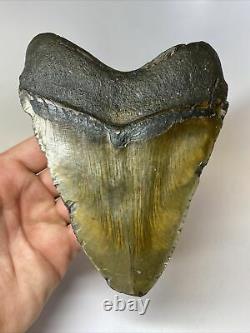 Megalodon Shark Tooth 6.13 Huge Wide Fossil Authentic 8445