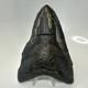 Megalodon Shark Tooth 6.13 Inch Giant Amazing Fossil Authentic Rare 20757