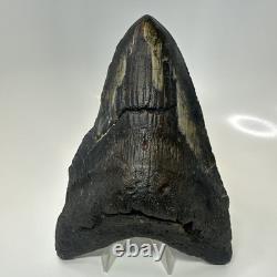 Megalodon Shark Tooth 6.13 Inch Giant Amazing Fossil Authentic Rare 20757
