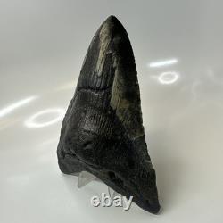 Megalodon Shark Tooth 6.13 Inch Giant Amazing Fossil Authentic Rare 20757