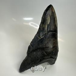 Megalodon Shark Tooth 6.13 Inch Giant Amazing Fossil Authentic Rare 20757