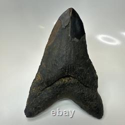 Megalodon Shark Tooth 6.13 Inch Giant Amazing Fossil Authentic Rare 20757