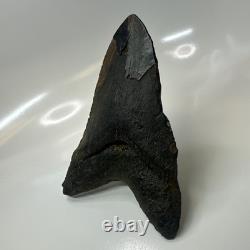 Megalodon Shark Tooth 6.13 Inch Giant Amazing Fossil Authentic Rare 20757