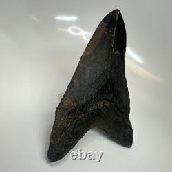 Megalodon Shark Tooth 6.13 Inch Giant Amazing Fossil Authentic Rare 20757 Megalodon Shark Tooth 6.13 Inch Giant Amazing Fossil Authentic Rare 20757
