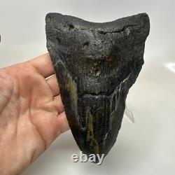Megalodon Shark Tooth 6.13 Inch Giant Amazing Fossil Authentic Rare 20757