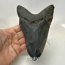 Megalodon Shark Tooth 6.13 Inch Giant Amazing Fossil Authentic Rare 20757