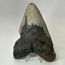 Megalodon Shark Tooth 6.13 Inch Giant Authentic Fossil Natural Teeth 19965