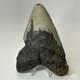Megalodon Shark Tooth 6.13 Inch Giant Authentic Fossil Natural Teeth 19965