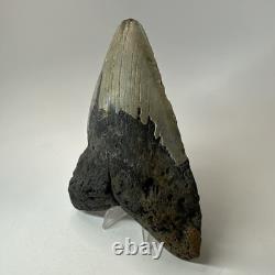 Megalodon Shark Tooth 6.13 Inch Giant Authentic Fossil Natural Teeth 19965