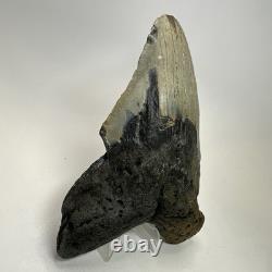 Megalodon Shark Tooth 6.13 Inch Giant Authentic Fossil Natural Teeth 19965