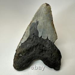 Megalodon Shark Tooth 6.13 Inch Giant Authentic Fossil Natural Teeth 19965