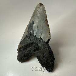 Megalodon Shark Tooth 6.13 Inch Giant Authentic Fossil Natural Teeth 19965