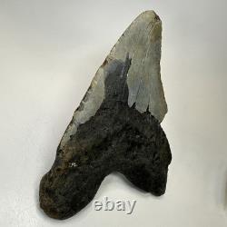 Megalodon Shark Tooth 6.13 Inch Giant Authentic Fossil Natural Teeth 19965