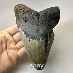 Megalodon Shark Tooth 6.13 Inch Giant Authentic Fossil Natural Teeth 19965