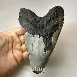 Megalodon Shark Tooth 6.13 Inch Giant Authentic Fossil Natural Teeth 19965
