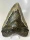 Megalodon Shark Tooth 6.14 Huge Authentic Fossil Amazing 8324