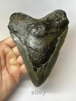 Megalodon Shark Tooth 6.14 Huge Authentic Fossil Amazing 8324