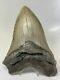 Megalodon Shark Tooth 6.14 Huge Natural Fossil Real 11459