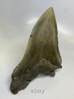 Megalodon Shark Tooth 6.14 Huge Natural Fossil Real 11459