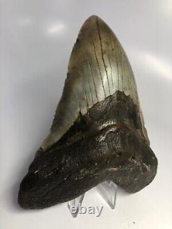 Megalodon Shark Tooth 6.14 Unique Shape Real Fossil NO RESTORATION 3870