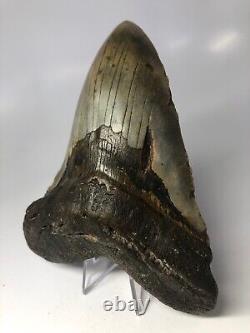 Megalodon Shark Tooth 6.14 Unique Shape Real Fossil NO RESTORATION 3870