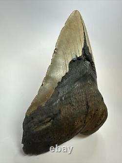 Megalodon Shark Tooth 6.15 Giant Unique Fossil Authentic 18073