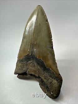 Megalodon Shark Tooth 6.15 Giant Unique Fossil Authentic 18073