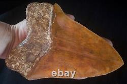 Megalodon Shark Tooth 6.15'' Huge Heavy Upper 418 gr NO REPAIRS NO RESTORATIONS