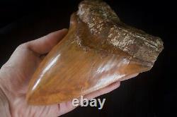 Megalodon Shark Tooth 6.15'' Huge Heavy Upper 418 gr NO REPAIRS NO RESTORATIONS