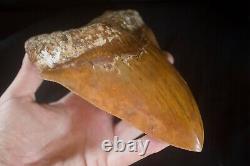 Megalodon Shark Tooth 6.15'' Huge Heavy Upper 418 gr NO REPAIRS NO RESTORATIONS