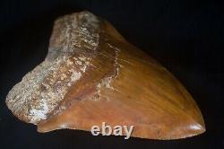 Megalodon Shark Tooth 6.15'' Huge Heavy Upper 418 gr NO REPAIRS NO RESTORATIONS