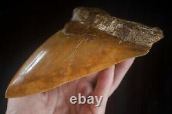 Megalodon Shark Tooth 6.15'' Huge Heavy Upper 418 gr NO REPAIRS NO RESTORATIONS