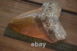 Megalodon Shark Tooth 6.15'' Huge Heavy Upper 418 gr NO REPAIRS NO RESTORATIONS