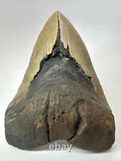Megalodon Shark Tooth 6.15 inch Giant Unique Fossil Authentic Real 18073