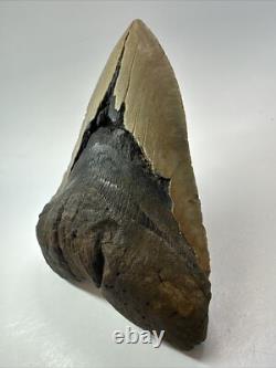 Megalodon Shark Tooth 6.15 inch Giant Unique Fossil Authentic Real 18073