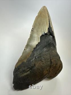 Megalodon Shark Tooth 6.15 inch Giant Unique Fossil Authentic Real 18073