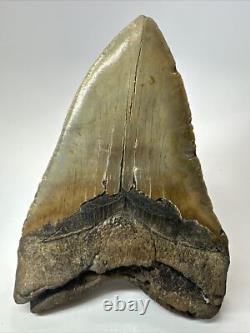 Megalodon Shark Tooth 6.15 inch Giant Unique Fossil Authentic Real 18073