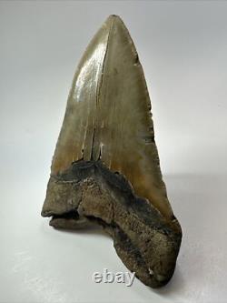 Megalodon Shark Tooth 6.15 inch Giant Unique Fossil Authentic Real 18073