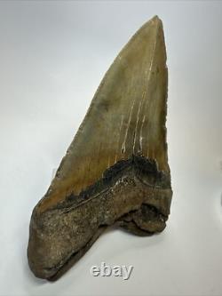 Megalodon Shark Tooth 6.15 inch Giant Unique Fossil Authentic Real 18073