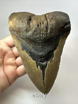 Megalodon Shark Tooth 6.15 inch Giant Unique Fossil Authentic Real 18073