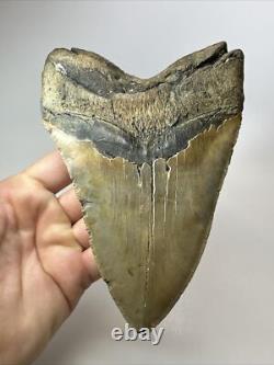 Megalodon Shark Tooth 6.15 inch Giant Unique Fossil Authentic Real 18073