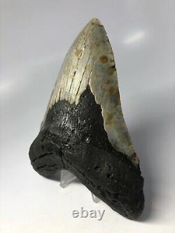 Megalodon Shark Tooth 6.16 Massive Real Fossil No Restoration 4676