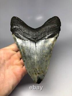 Megalodon Shark Tooth 6.16 Massive Real Fossil No Restoration 4676